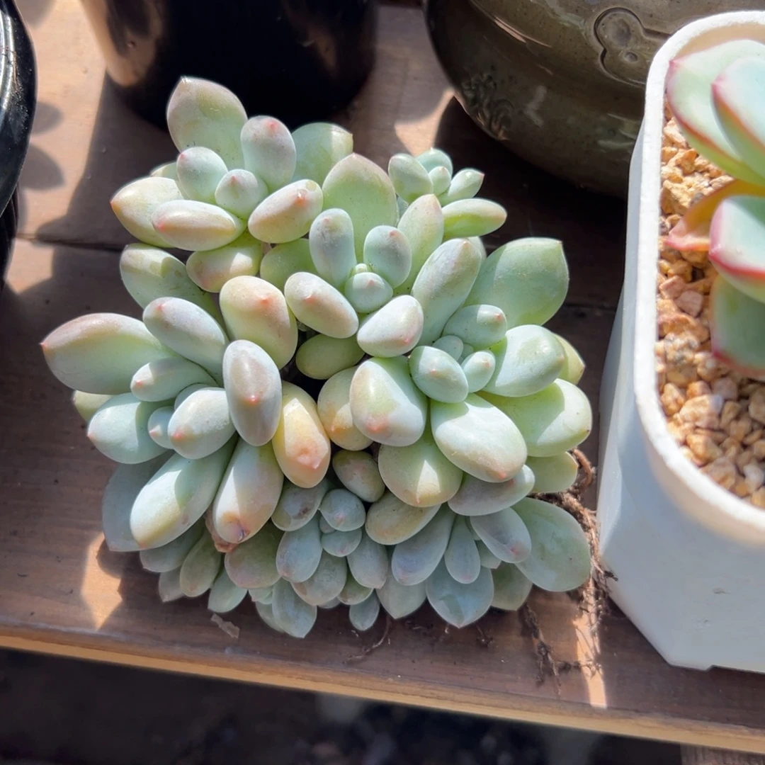 特价香水111111111111