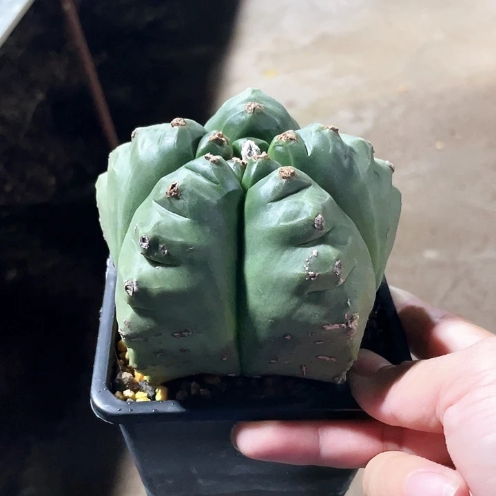 龟嘉鸾666666666666666