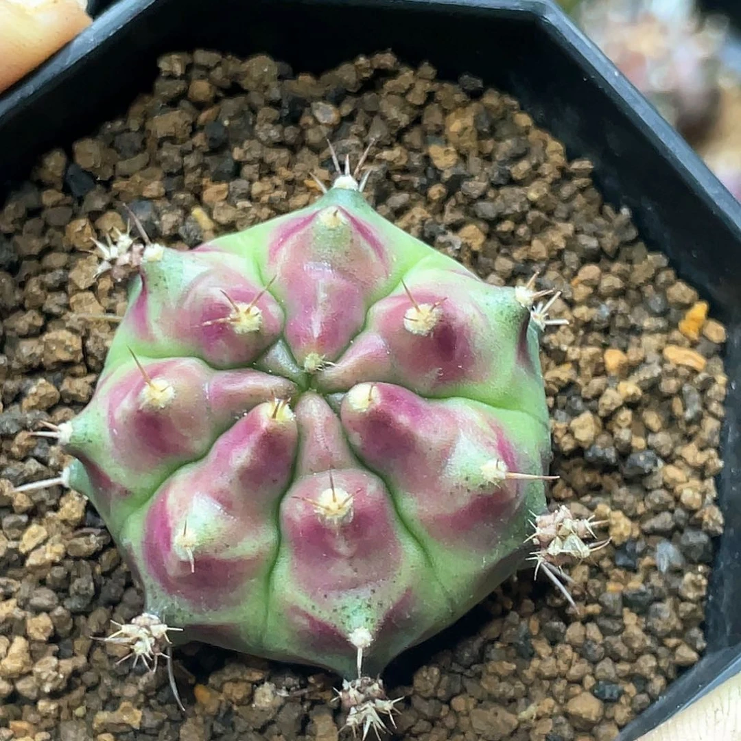 当前无花朵，栽培后可花朵泰系名品侧，皮色球