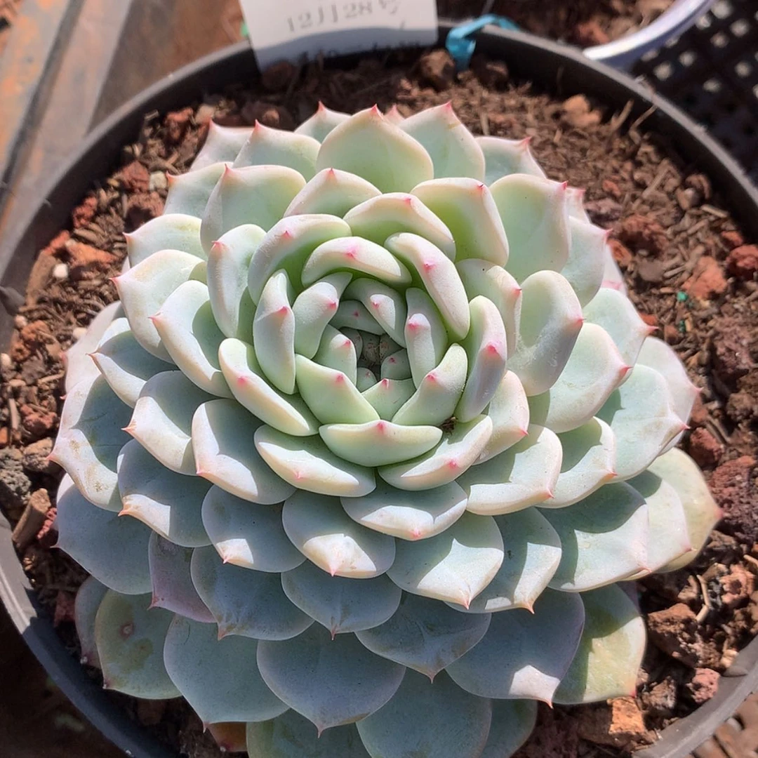 【闪购商品】云31号