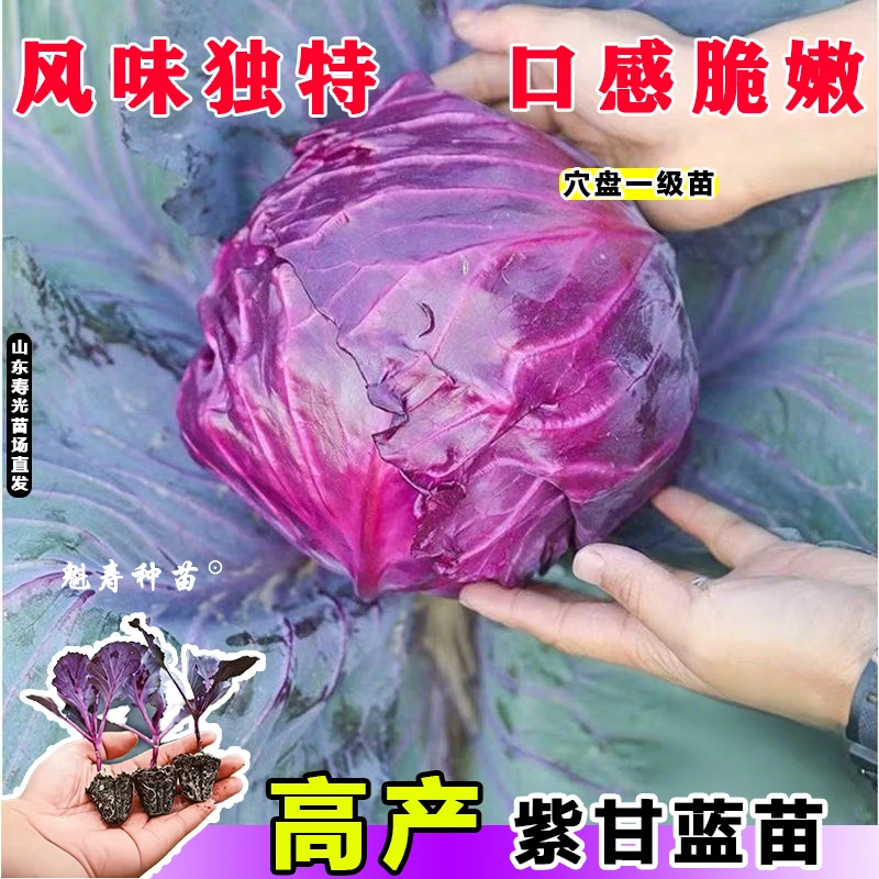 寿光耐寒耐热紫甘蓝苗秧绿包心菜大头菜种子四季高产抗病基地直发