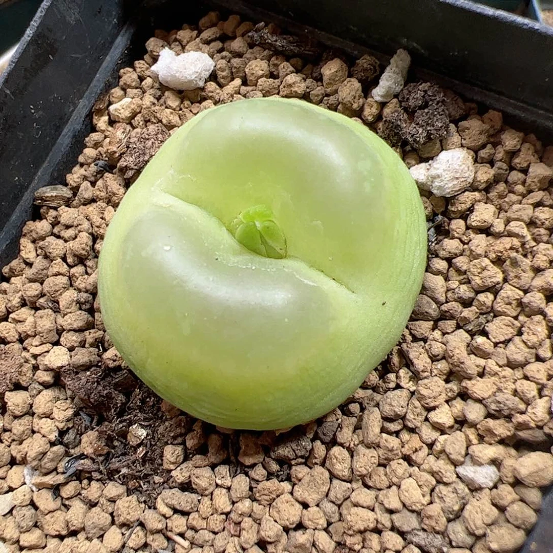 【闪购商品】18 大拉登3cm