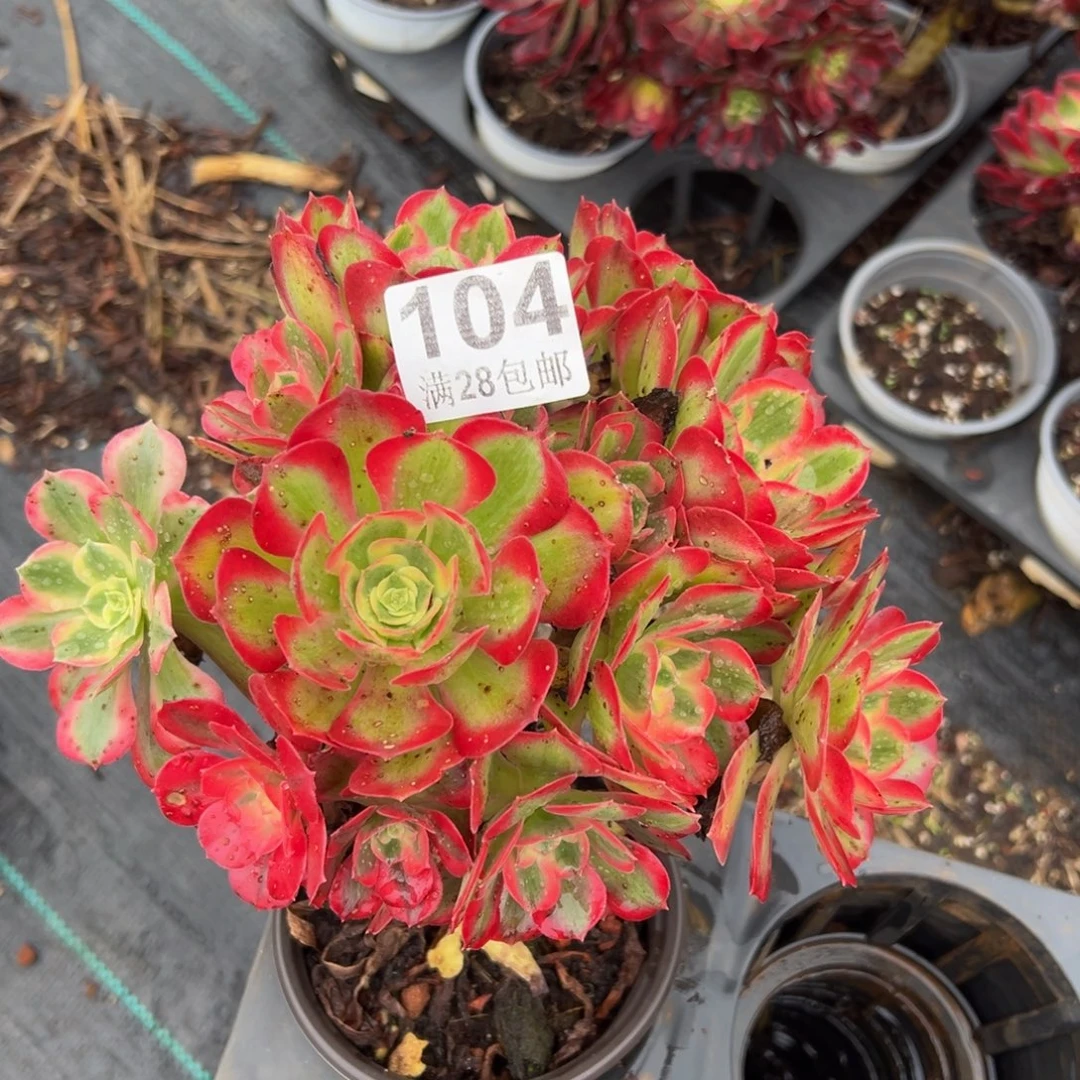 多肉植物104杆子歪