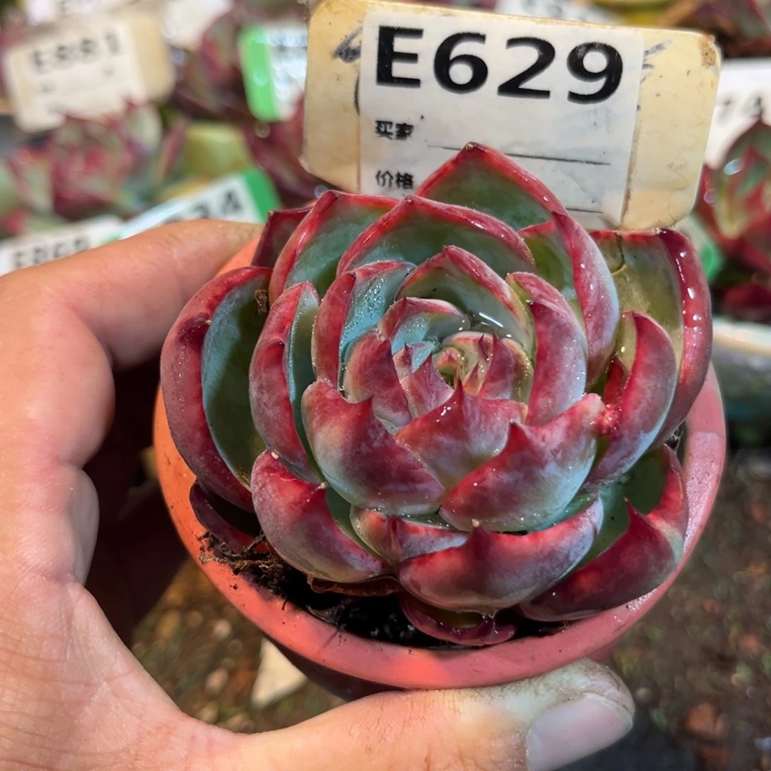 惊鸿一瞥629号多肉