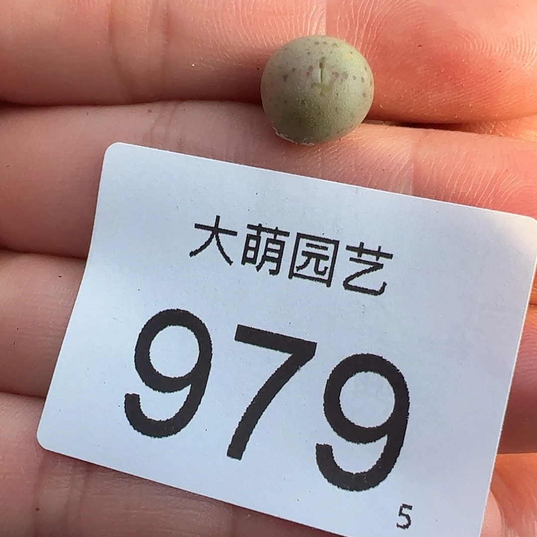 0000979量拍正版白花大枪1颗尺寸不大