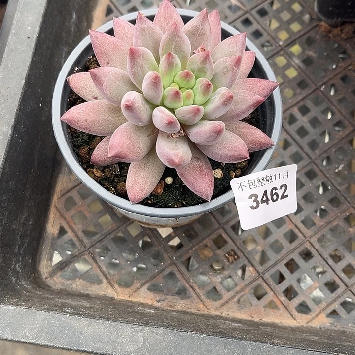 阿雅园艺。        3462虞美人