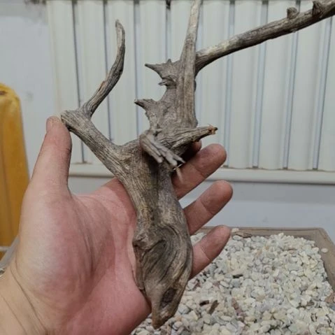 柏木（崖柏）培****工