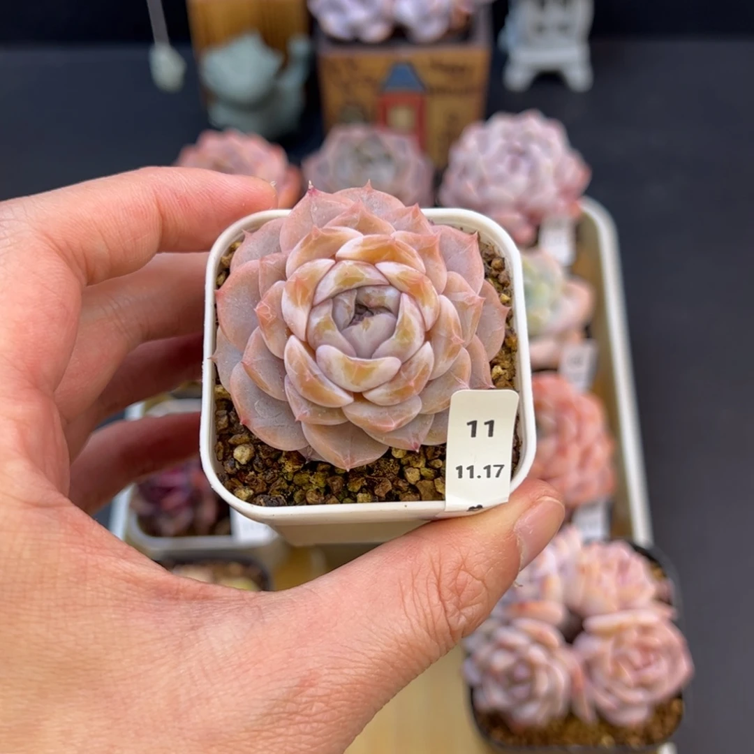 好好看11、哈哈哈哈哈