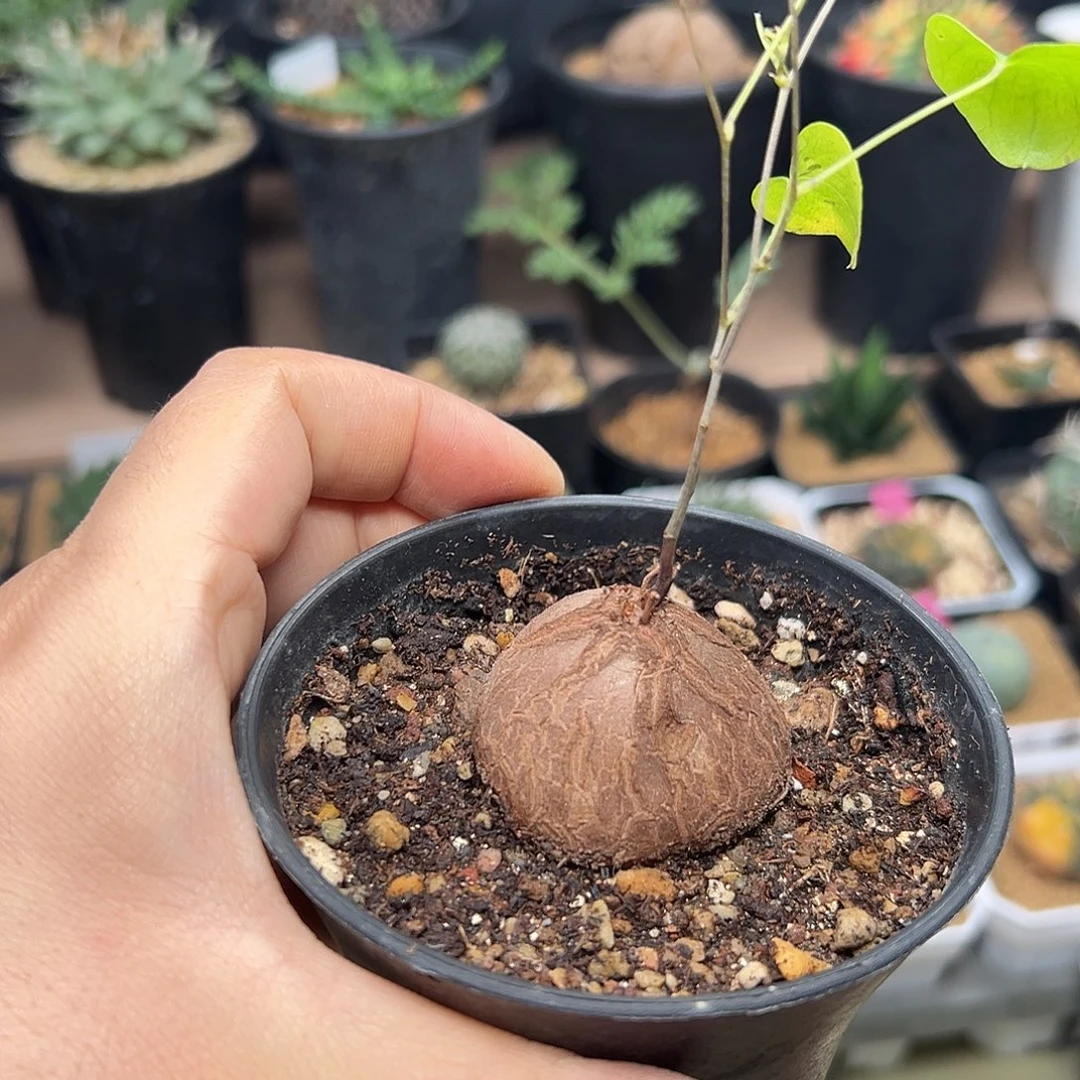 南非龟甲龙带盆发货