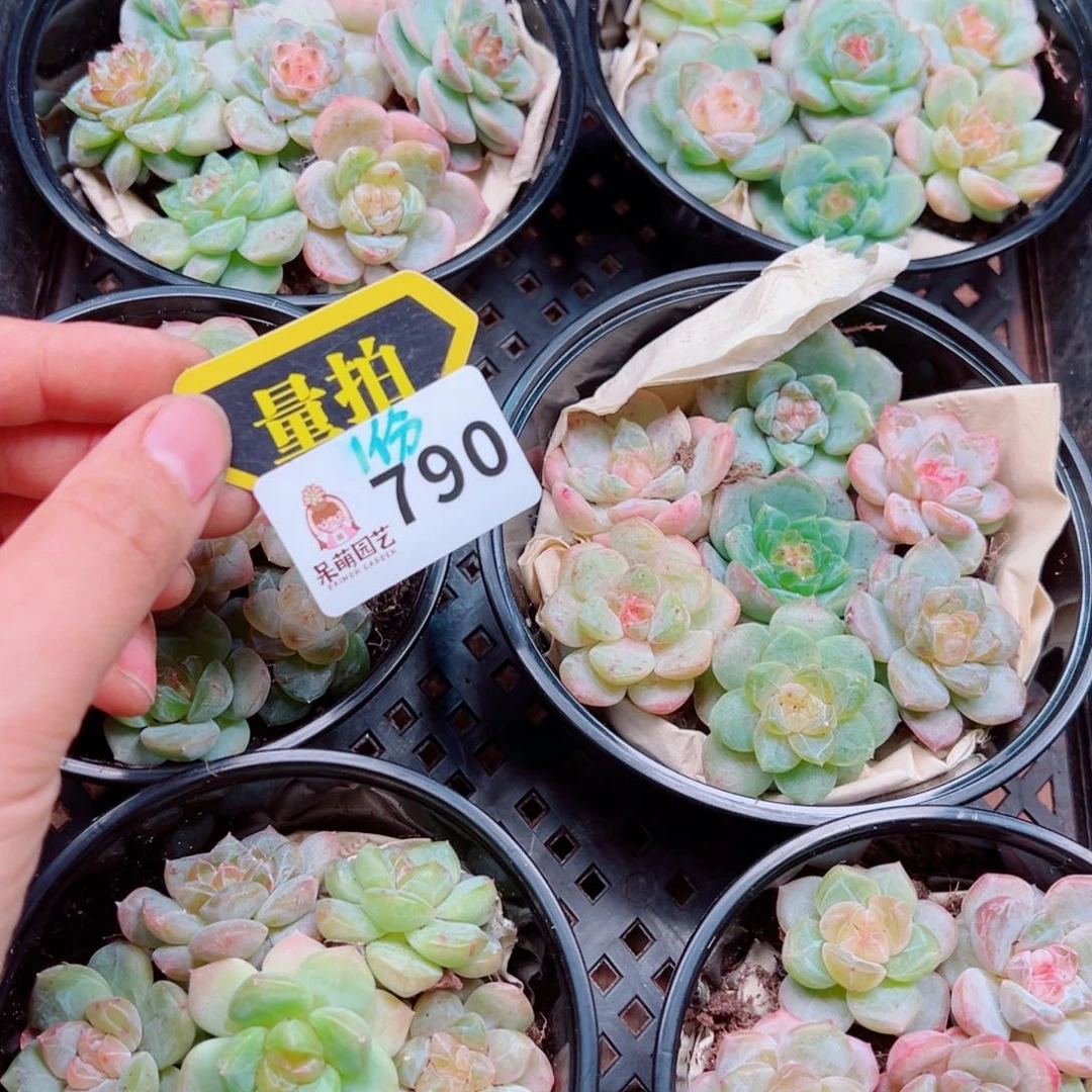 多肉植物多肉植物