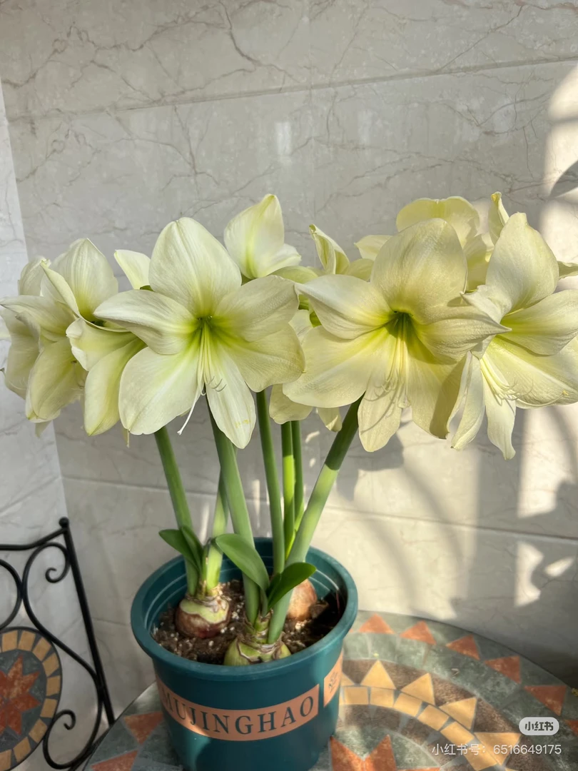 【柠檬星】国产优选自然球重瓣朱顶红种球多年生好种