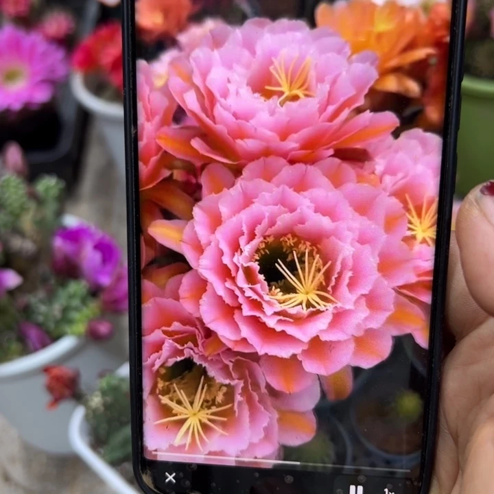 下15毛粉桃精灵歪无根侧芽5公分左右20包邮