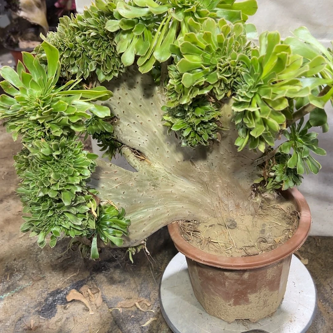 多314肉植物原始绿缀花