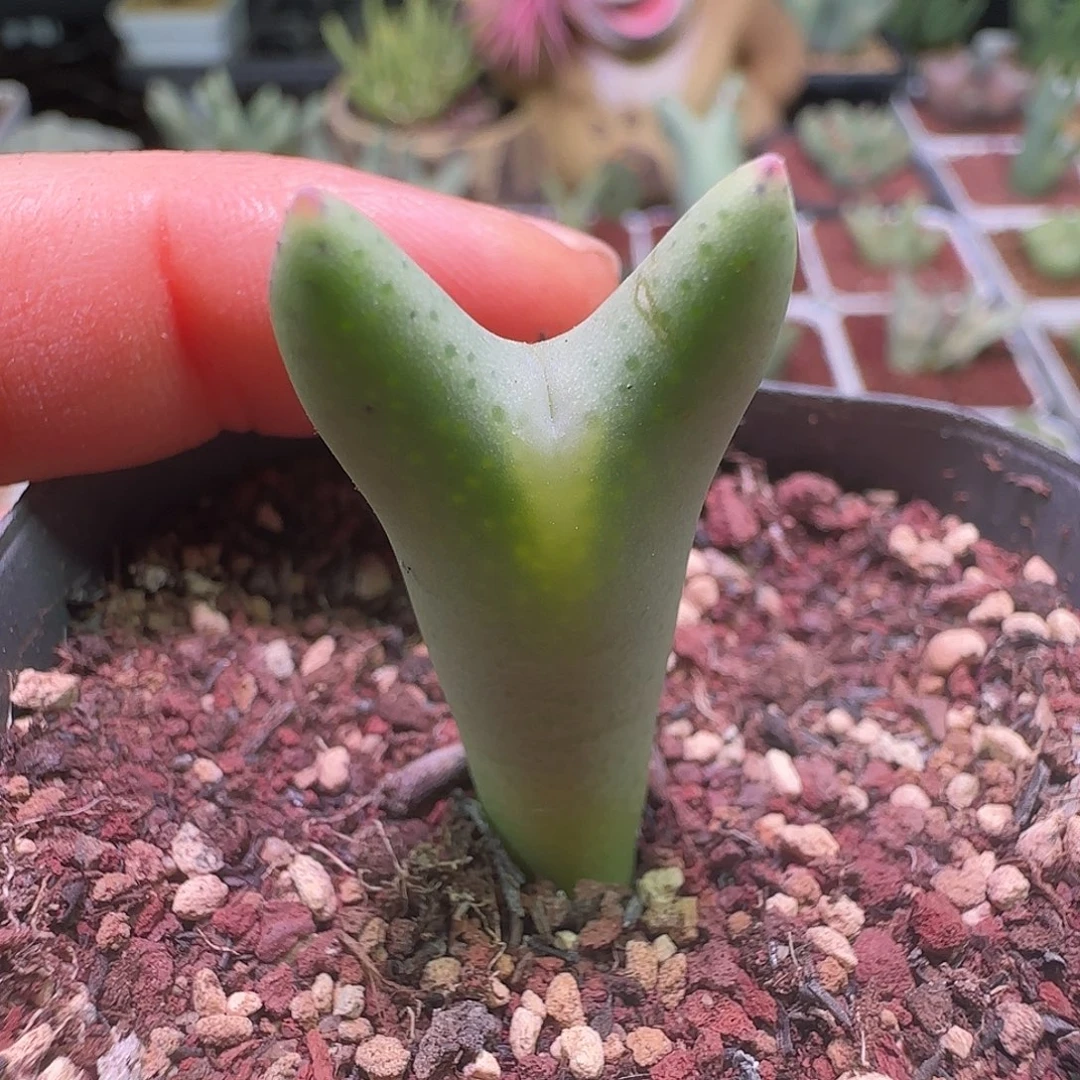 特可爱的恶魔角。     807