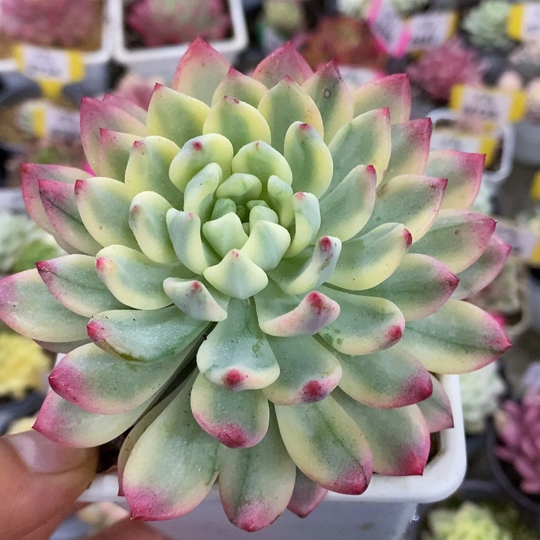 458篮苹果哈哈哈哈