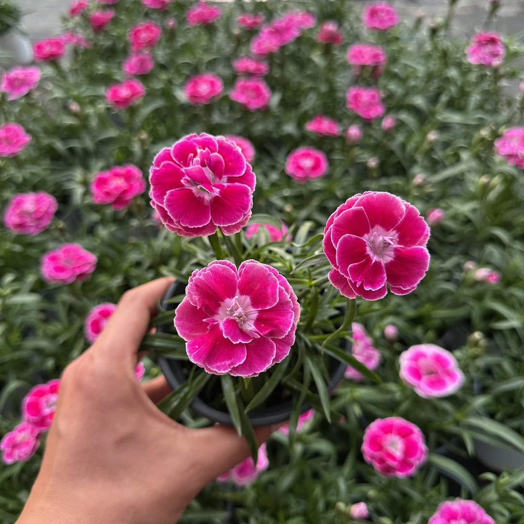 女王石竹 大花重瓣耐热耐旱四季开花好养草坪庭院绿化地栽花卉