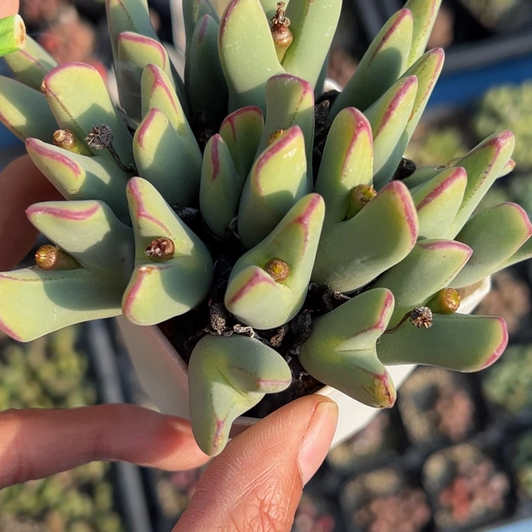 佛*渡多肉植物111111111111