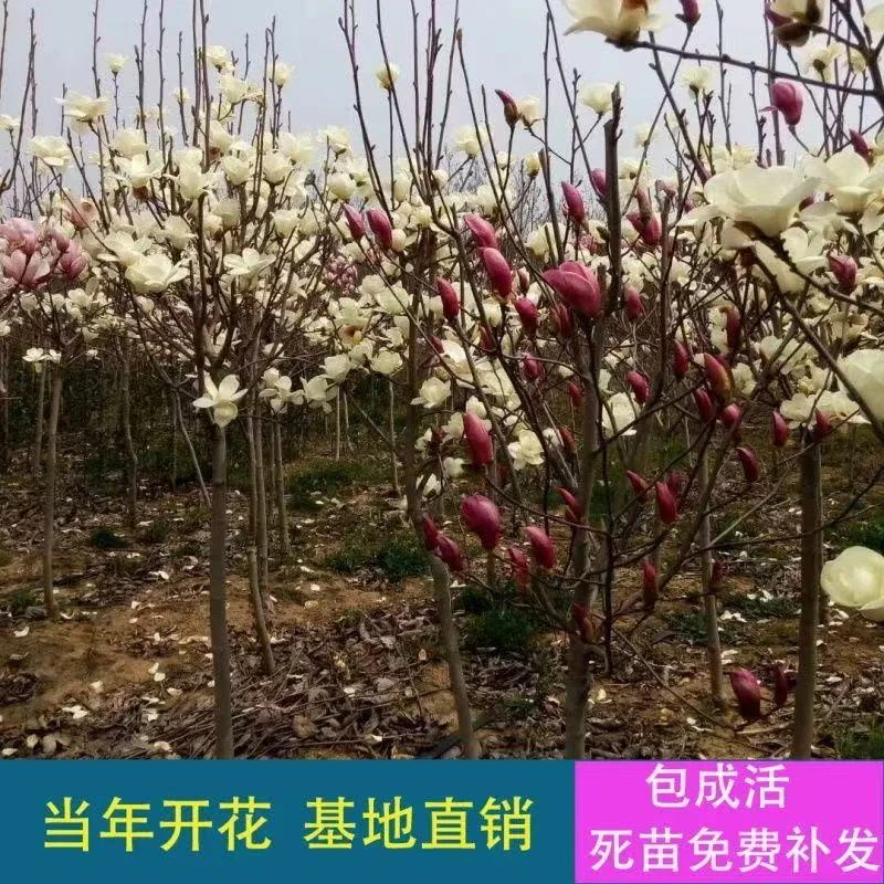 玉兰花，樱花，海棠，一物一拍，喜欢可以直播间见哦