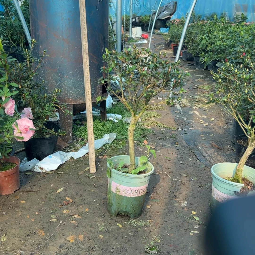 白***灵完全开放娟之舞嫁接