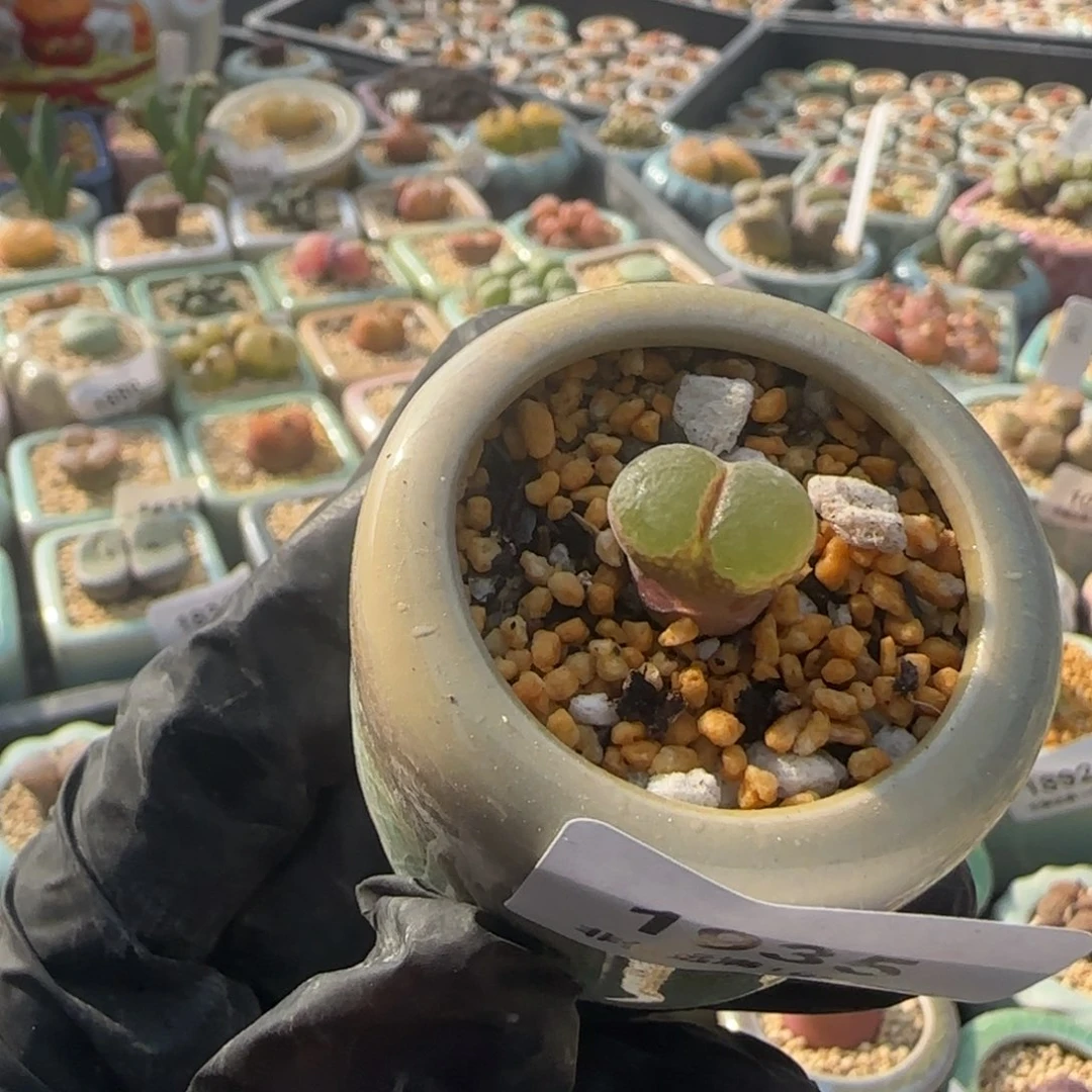 1935--一物一拍 带盆 粉女