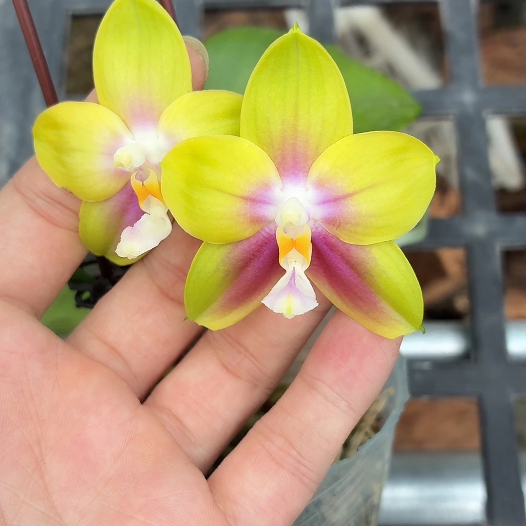 当前无花朵，栽培后可花朵A5460春雨彩虹