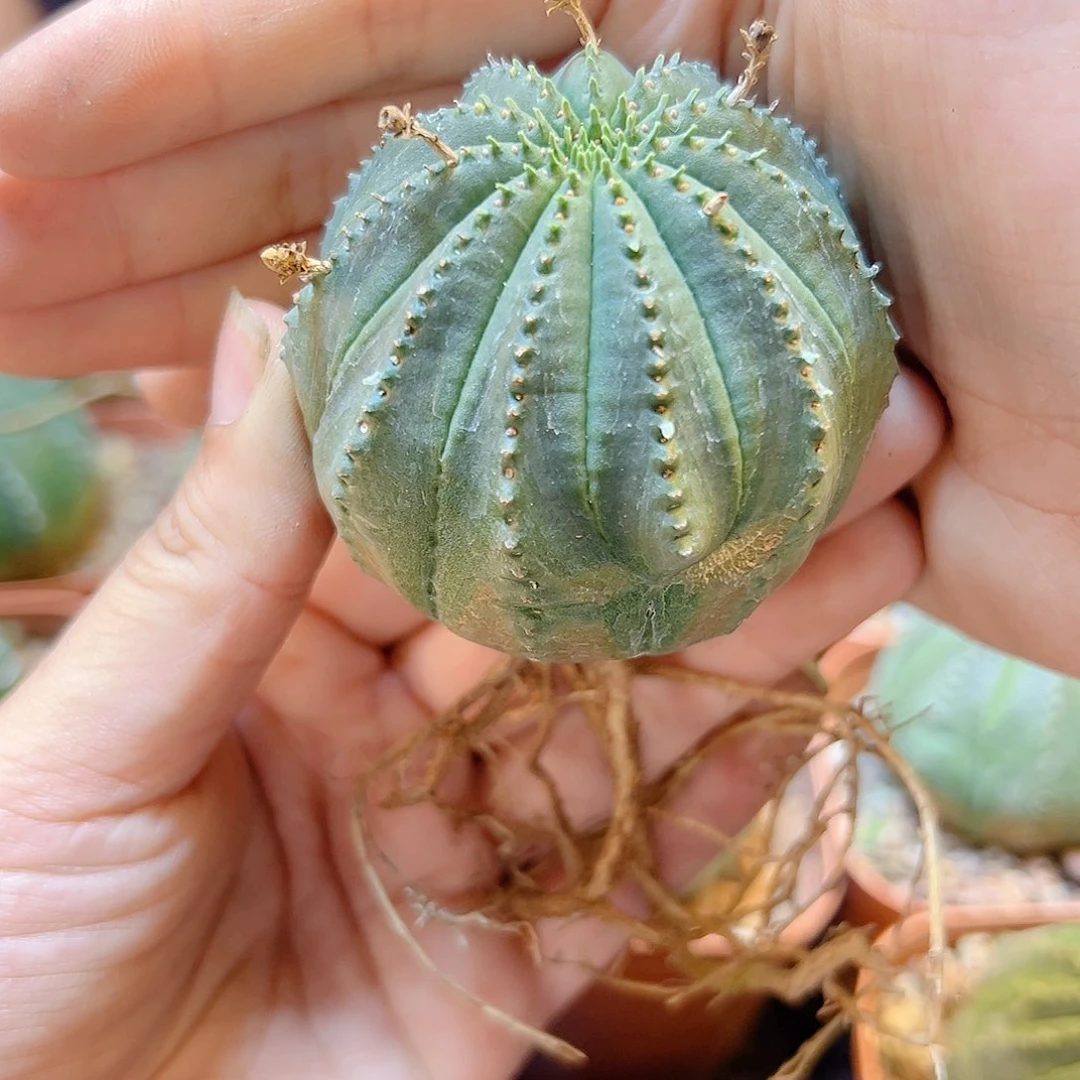 自根泰布4.5公分1颗