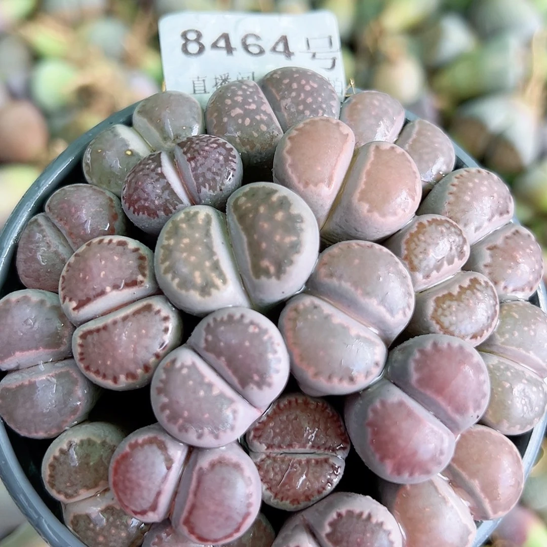 8464 好养易活生石花大母本部分长腿特价