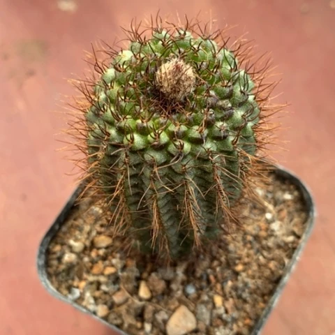 吴淞丸单3仙人球