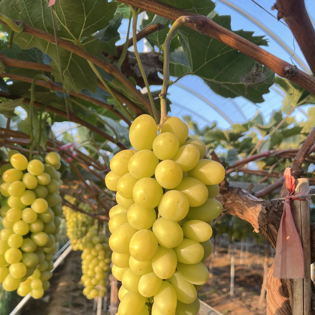 山东烟台当季新鲜采摘金黄色阳光玫瑰5斤（京东包邮）【源头好货】