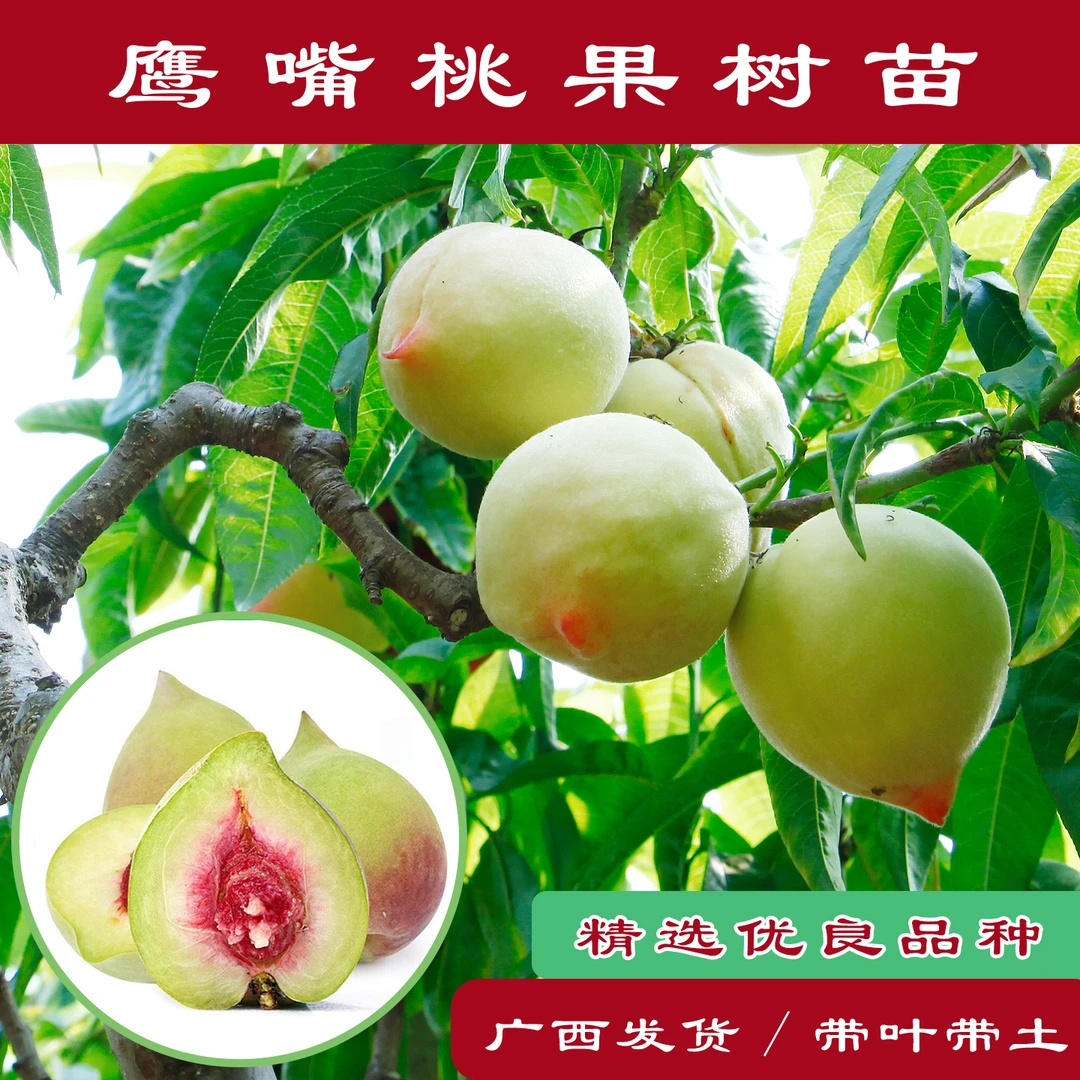 桃子树苗鹰嘴树苗三月脆桃大果正宗嫁接苗带土带叶南方盆栽地栽