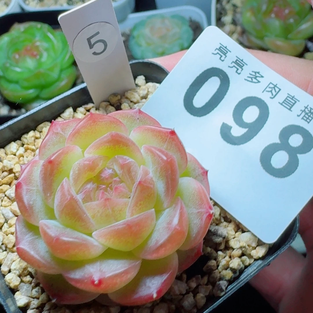 无尽灯            精美多肉植物