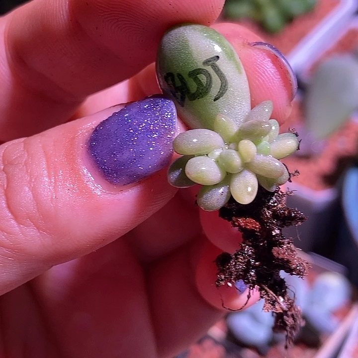 *****白兰地锦多肉植物