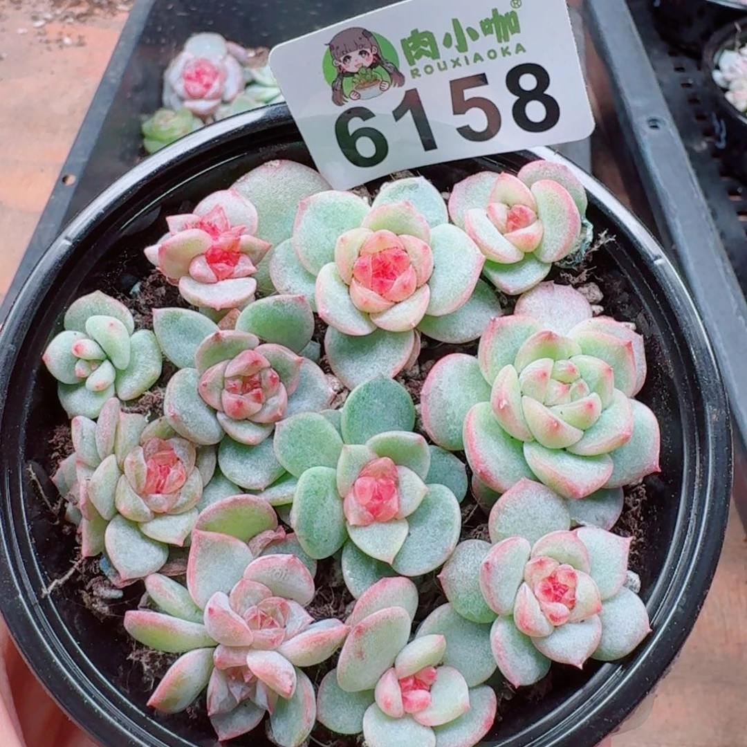 多肉植物多肉植物