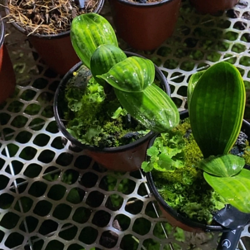 【闪购商品】江*翁君子兰