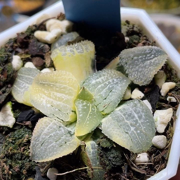 601超锦天空之镜锦福利