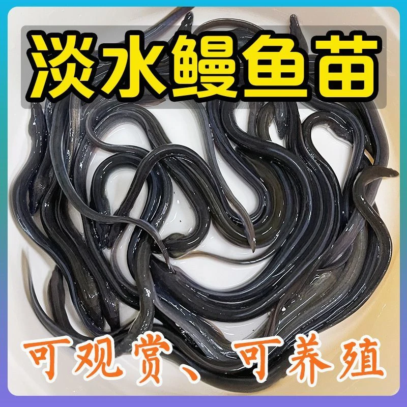 淡水白鳗鱼苗白鳝鱼苗小鳗鱼蛇鱼白鳗鱼苗鳗鲡包鱼苗批发淡水鱼苗