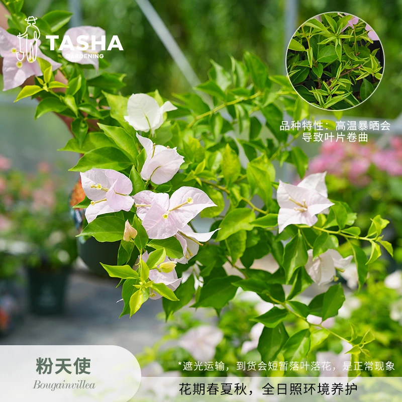 塔莎的花园三角梅粉天使 盆栽阳台花卉开花植物