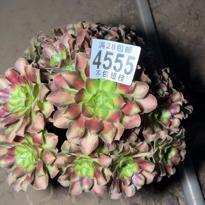 4555多肉植物法师韶华