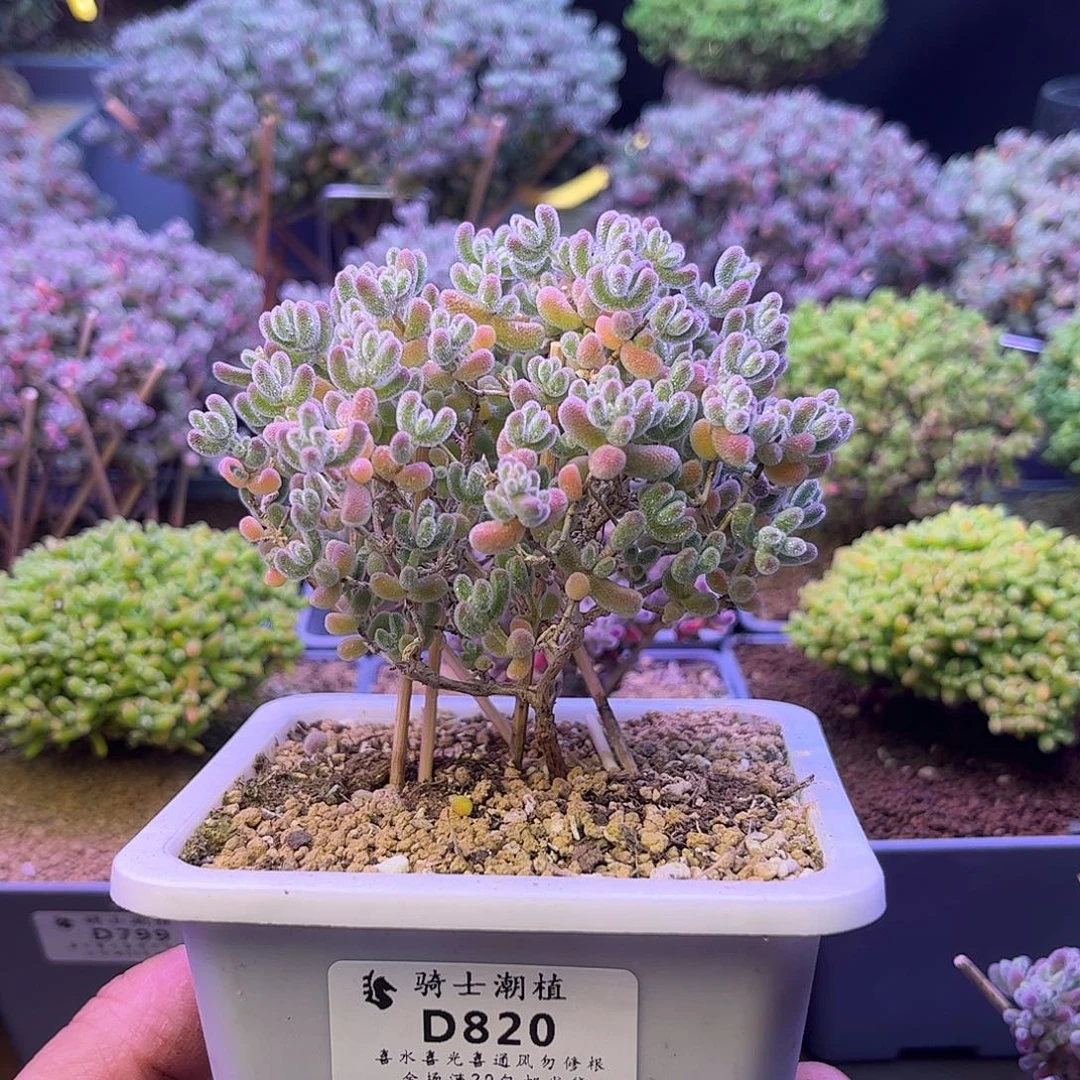 820优选冰晶枝干番杏