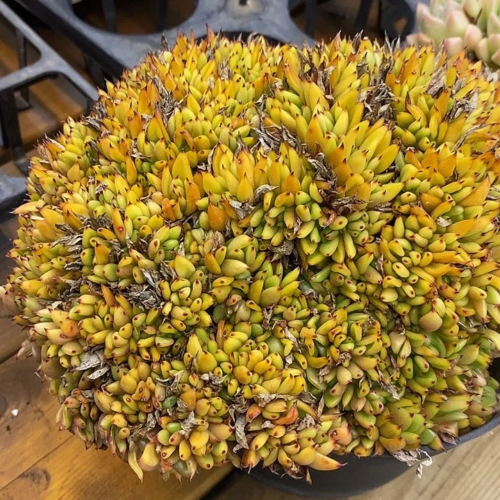 虎鲸缀化福利多多