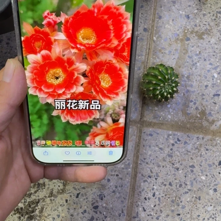 240丽花新品丽花歪无根侧牙3公分左右，20包邮