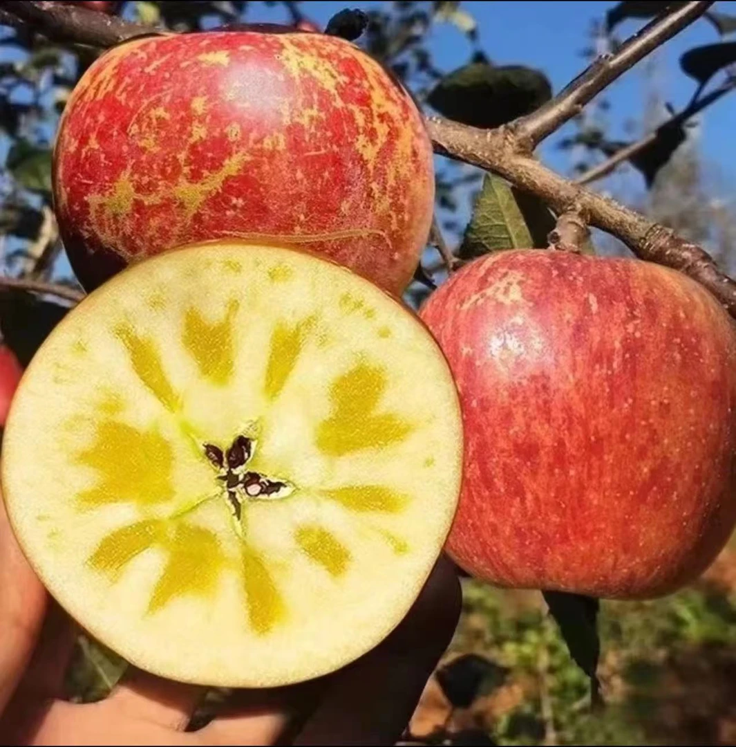 云南昭通冰糖心丑苹果新鲜采摘脆甜多汁