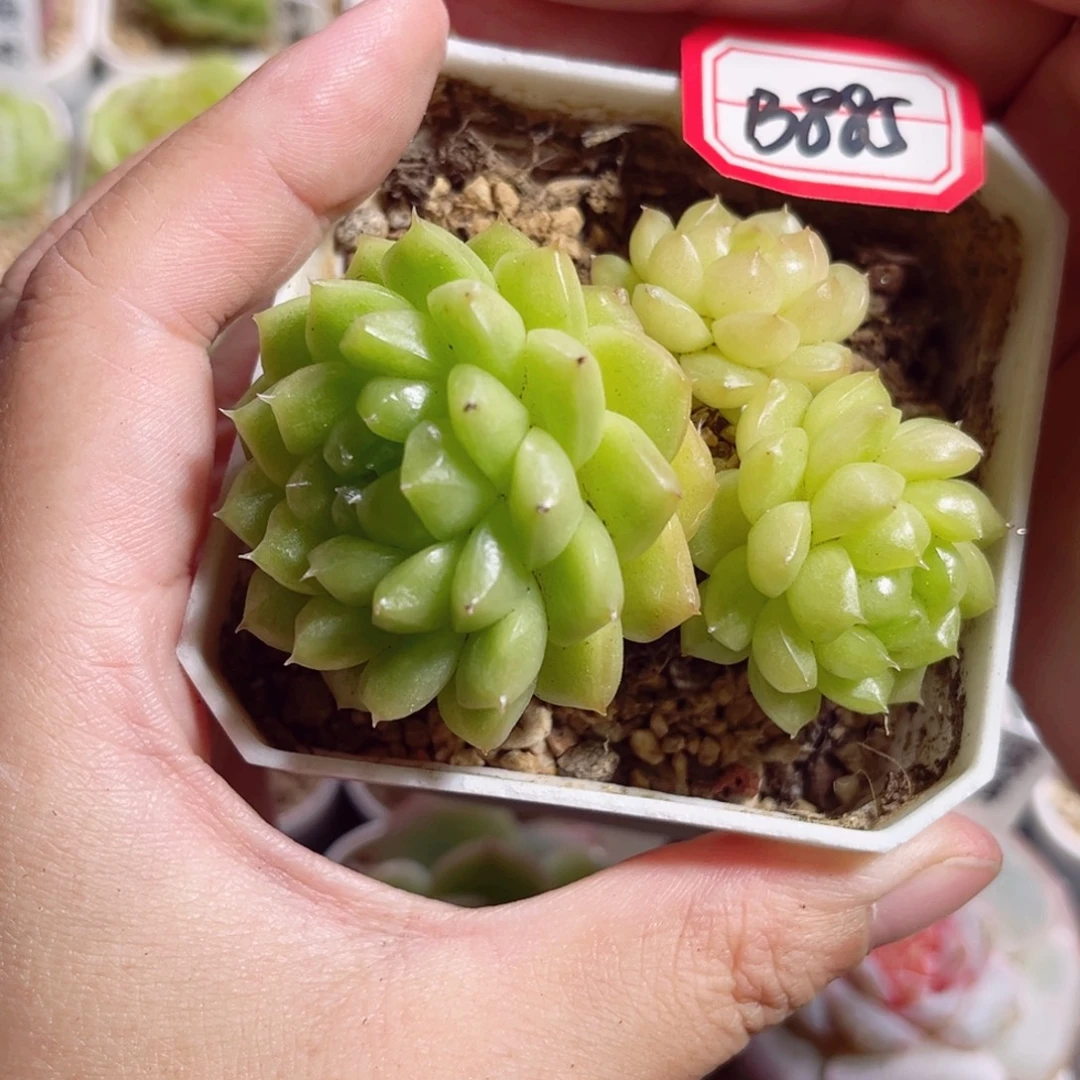 B885 一物一拍 泡泡龙