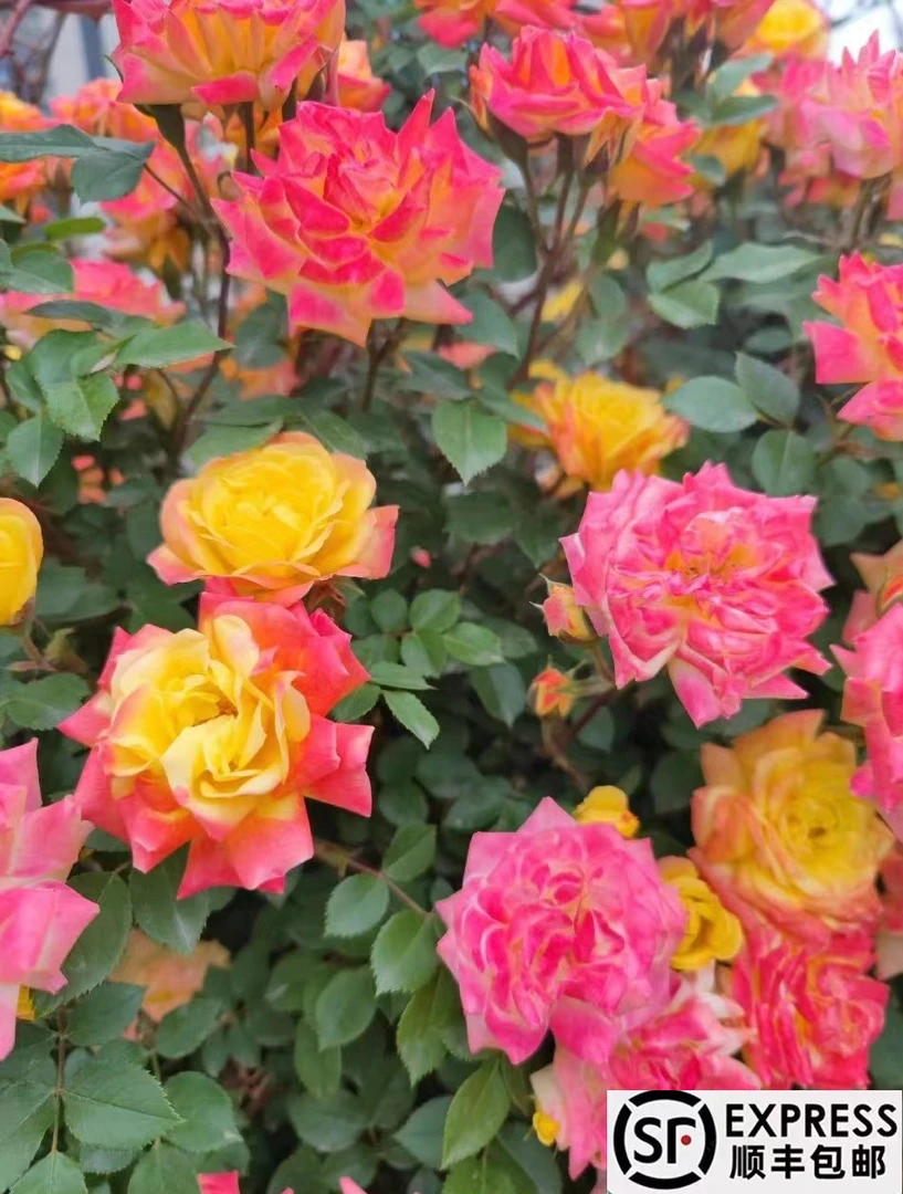 七彩虹  爬藤蔷薇月季 庭院 阳台 种植 栽种 四季开花 藤彩虹