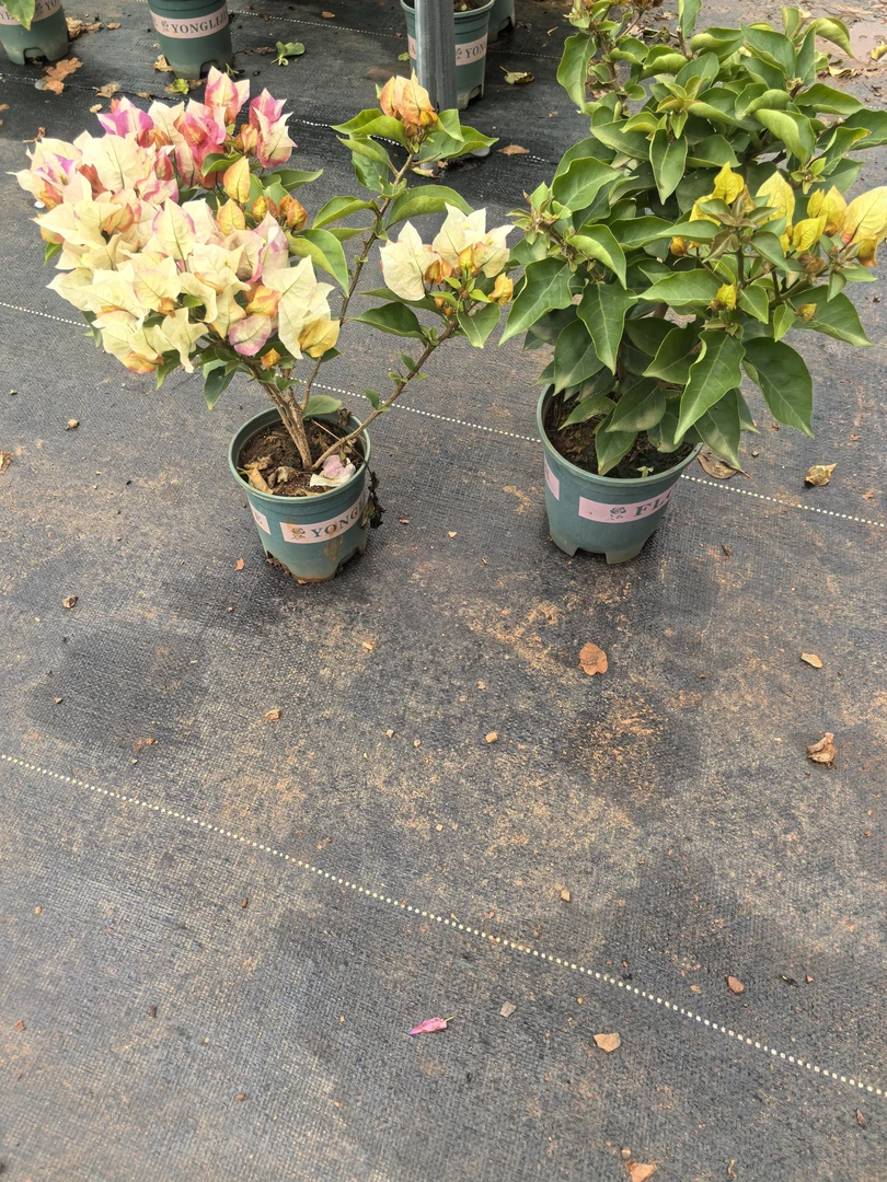 （浅彩虹）运输途中会落花落叶甚至光杆，不售后，介意勿拍。