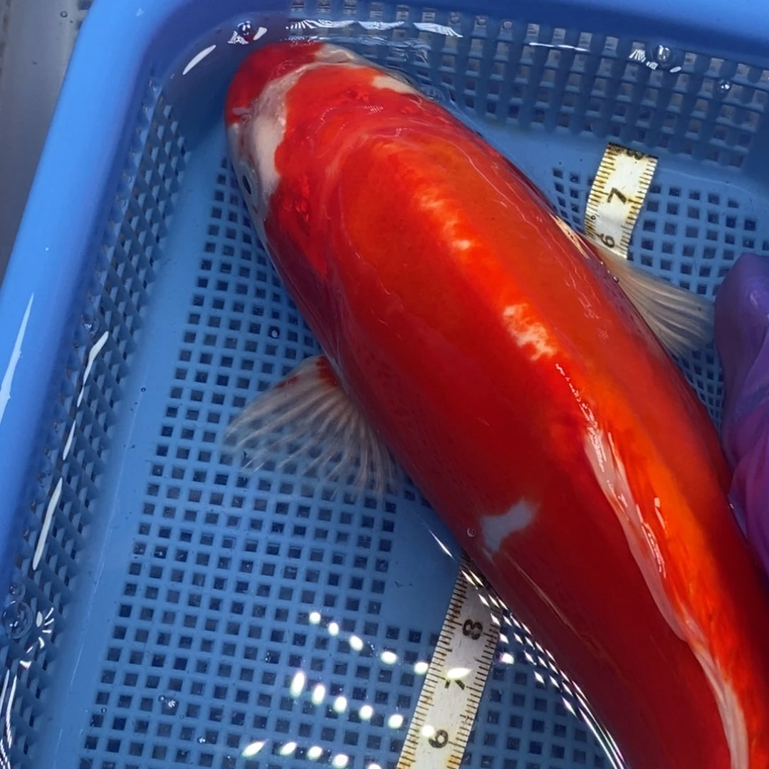 锦鲤冷水锦鲤包邮