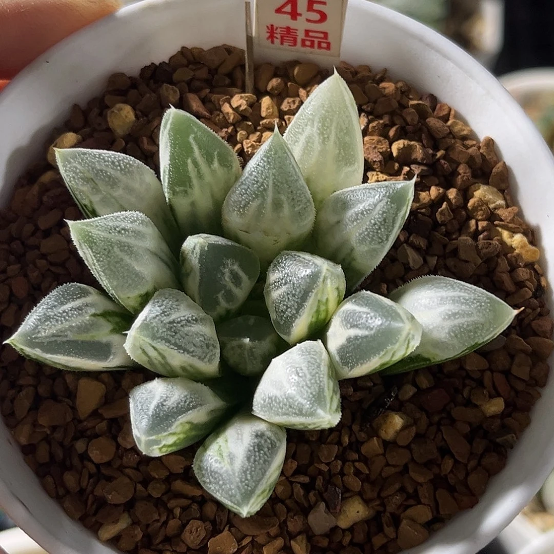 45糊斑爱心寿锦一物一图