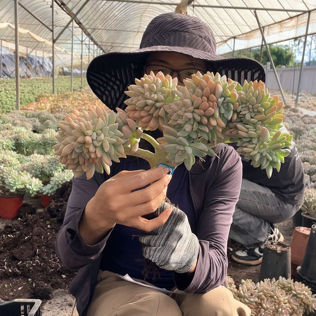 694 一物一拍淡雪缀