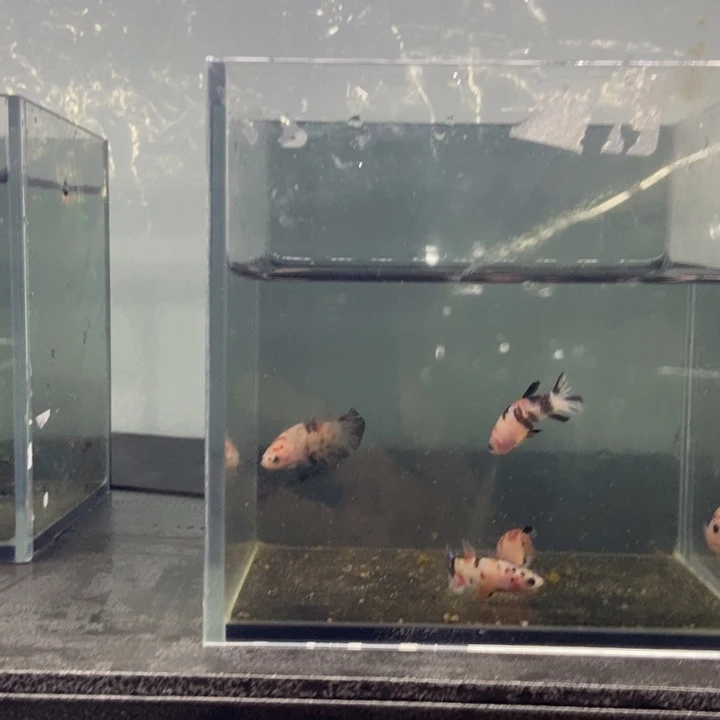 斗鱼包活不包损所见即所得117