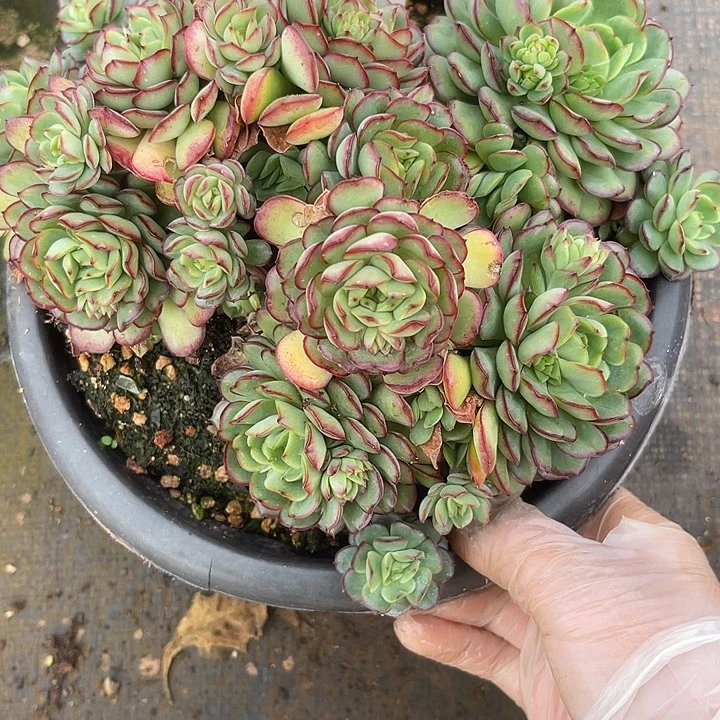 左***边两单包邮， 一物一拍，散22